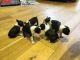 Boston Terrier Puppies for sale in Glendale, AZ, USA. price: $400