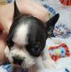 Boston Terrier Puppies for sale in Pleasanton, TX 78064, USA. price: $850