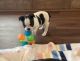 Boston Terrier Puppies for sale in Mobile, AL, USA. price: $90,000
