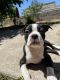 Boston Terrier Puppies for sale in 3495 Mt St Helena Dr, San Jose, CA 95127, USA. price: $700