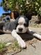 Boston Terrier Puppies for sale in 3495 Mt St Helena Dr, San Jose, CA 95127, USA. price: $700