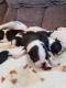 Boston Terrier Puppies for sale in Tennessee City, TN 37055, USA. price: NA