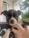 Boston Terrier Puppies for sale in Marion, NC 28752, USA. price: $700