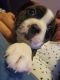 Boston Terrier Puppies for sale in Kamiah, ID 83536, USA. price: $650