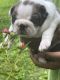 Boston Terrier Puppies for sale in Lenoir, NC, USA. price: $3,000