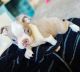 Boston Terrier Puppies for sale in Toronto, ON, Canada. price: NA