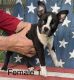 Boston Terrier Puppies for sale in Richmond, TX, USA. price: NA