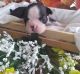 Boston Terrier Puppies for sale in 26311 S 204th St, Queen Creek, AZ 85142, USA. price: $1,200