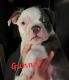 Boston Terrier Puppies for sale in North Canton, OH, USA. price: $1,000