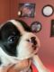 Boston Terrier Puppies for sale in Corryton, TN 37721, USA. price: $900