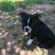 Boston Terrier Puppies for sale in Oklahoma City, OK, USA. price: $700