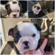Boston Terrier Puppies for sale in Billings, MT 59102, USA. price: NA
