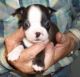 Boston Terrier Puppies for sale in Portland, OR, USA. price: $1,000