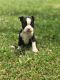Boston Terrier Puppies for sale in Richmond, IN 47374, USA. price: $600