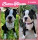 Boston Terrier Puppies for sale in Del Rio, TX 78840, USA. price: NA