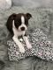 Boston Terrier Puppies for sale in Princeton, FL, USA. price: $2,000