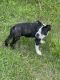 Boston Terrier Puppies for sale in Rome, GA, USA. price: NA