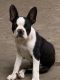 Boston Terrier Puppies for sale in Amelia, OH 45102, USA. price: NA