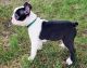 Boston Terrier Puppies for sale in Clinton Twp, MI 48035, USA. price: NA