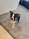 Boston Terrier Puppies for sale in Pembroke Pines, FL, USA. price: $500