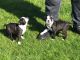 Boston Terrier Puppies for sale in Las Vegas, NV, USA. price: $300