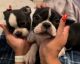 Boston Terrier Puppies for sale in Moreno Valley, CA 92557, USA. price: $800