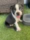 Boston Terrier Puppies for sale in Hialeah, FL 33018, USA. price: $600