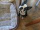 Boston Terrier Puppies for sale in Wickenburg, AZ 85390, USA. price: NA