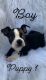 Boston Terrier Puppies for sale in San Antonio, TX, USA. price: $1,200