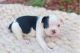 Boston Terrier Puppies for sale in Trodden Path, Lexington, MA 02421, USA. price: $500