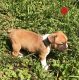 Boston Terrier Puppies for sale in Washington, PA 15301, USA. price: $700