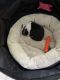 Boston Terrier Puppies for sale in Lake Placid, FL 33852, USA. price: $100,000