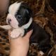 Boston Terrier Puppies for sale in Graham, WA 98338, USA. price: $1,900