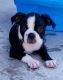 Boston Terrier Puppies for sale in Lubbock, TX, USA. price: NA