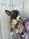Boston Terrier Puppies for sale in Pearisburg, VA 24134, USA. price: NA