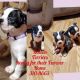 Boston Terrier Puppies for sale in Alma, GA 31510, USA. price: $400