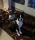 Boston Terrier Puppies for sale in Milton, WI 53563, USA. price: $600