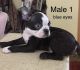 Boston Terrier Puppies for sale in 29020 Wrangler Dr, Murrieta, CA 92563, USA. price: $1,000