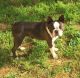 Boston Terrier Puppies for sale in Kodak, TN 37764, USA. price: $650