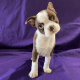 Boston Terrier Puppies for sale in Miami, FL, USA. price: $3,500