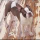 Boston Terrier Puppies for sale in Deltona, FL, USA. price: $800