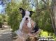 Boston Terrier Puppies for sale in Whittier, CA, USA. price: $599