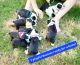 Boston Terrier Puppies for sale in Midlothian, TX, USA. price: $800