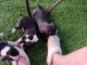 Boston Terrier Puppies for sale in Onondaga, MI 49264, USA. price: $700