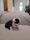Boston Terrier Puppies for sale in San Bernardino, CA, USA. price: $750