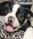 Boston Terrier Puppies for sale in Bakersfield, CA, USA. price: NA