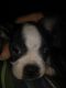 Boston Terrier Puppies for sale in New Albany, IN 47150, USA. price: $300