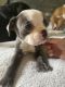 Boston Terrier Puppies for sale in Corryton, TN 37721, USA. price: $700