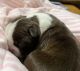 Boston Terrier Puppies for sale in Nokesville, VA 20181, USA. price: NA