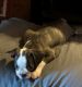 Boston Terrier Puppies for sale in Groesbeck, TX 76642, USA. price: $700